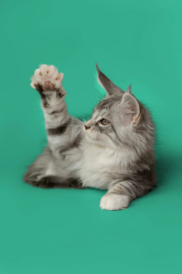 Gray and white Maine Coon kitten playfully raising one paw