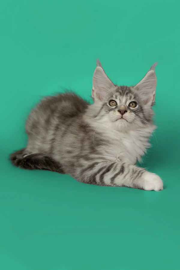 Gray and white Maine Coon kitten with fluffy coat and ear tufts from Tim Maine Coon Kitten