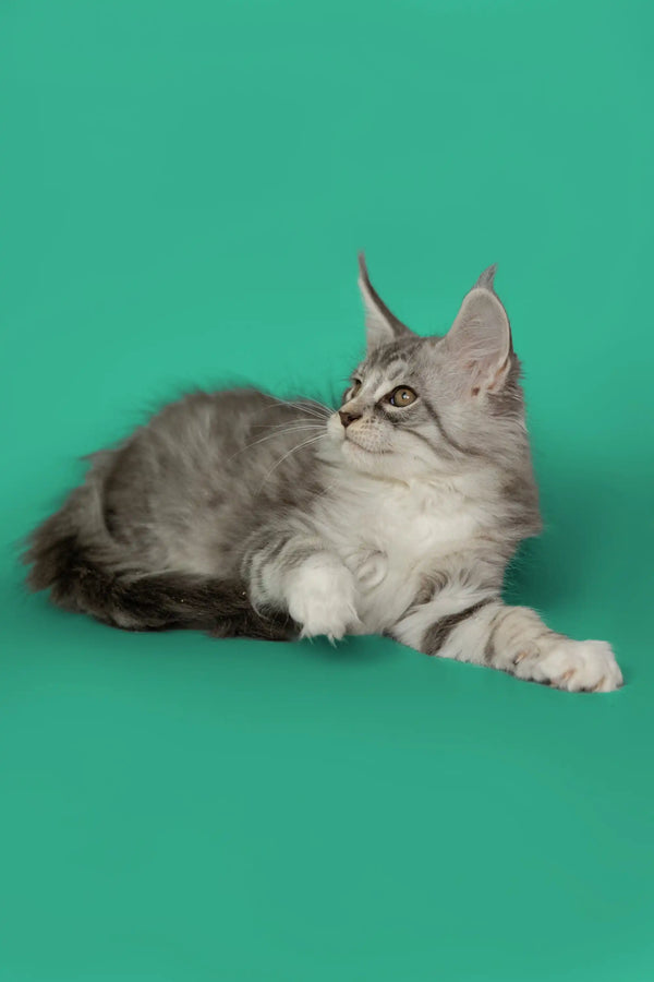 Gray and white Maine Coon kitten relaxing, perfect for a cozy cuddle session