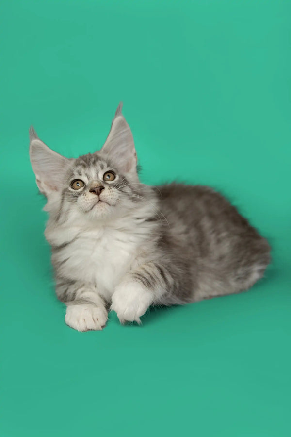 Gray and white Maine Coon kitten with alert eyes, perfect for loving homes