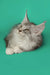 Long-haired gray and white Maine Coon kitten with pointed ears lounging cutely