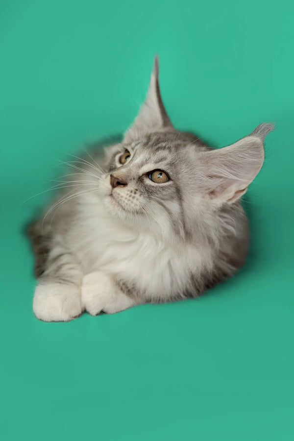 Long-haired gray and white Maine Coon kitten with pointed ears lounging cutely