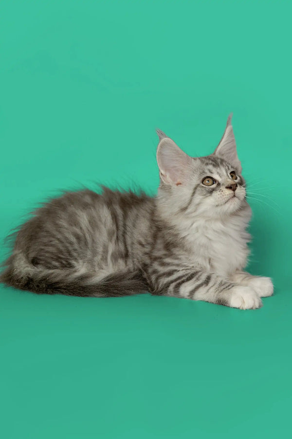 Gray and white tabby Maine Coon kitten lying down with an alert expression