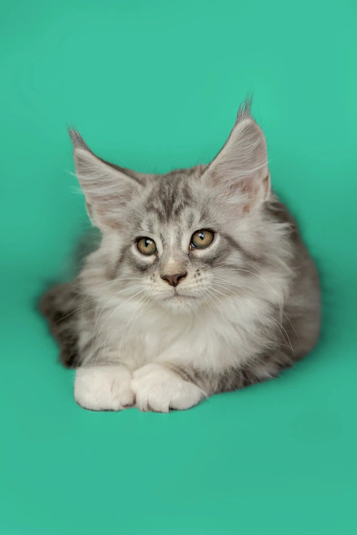 Maine Coon Kittens for Sale Tim| Kitten