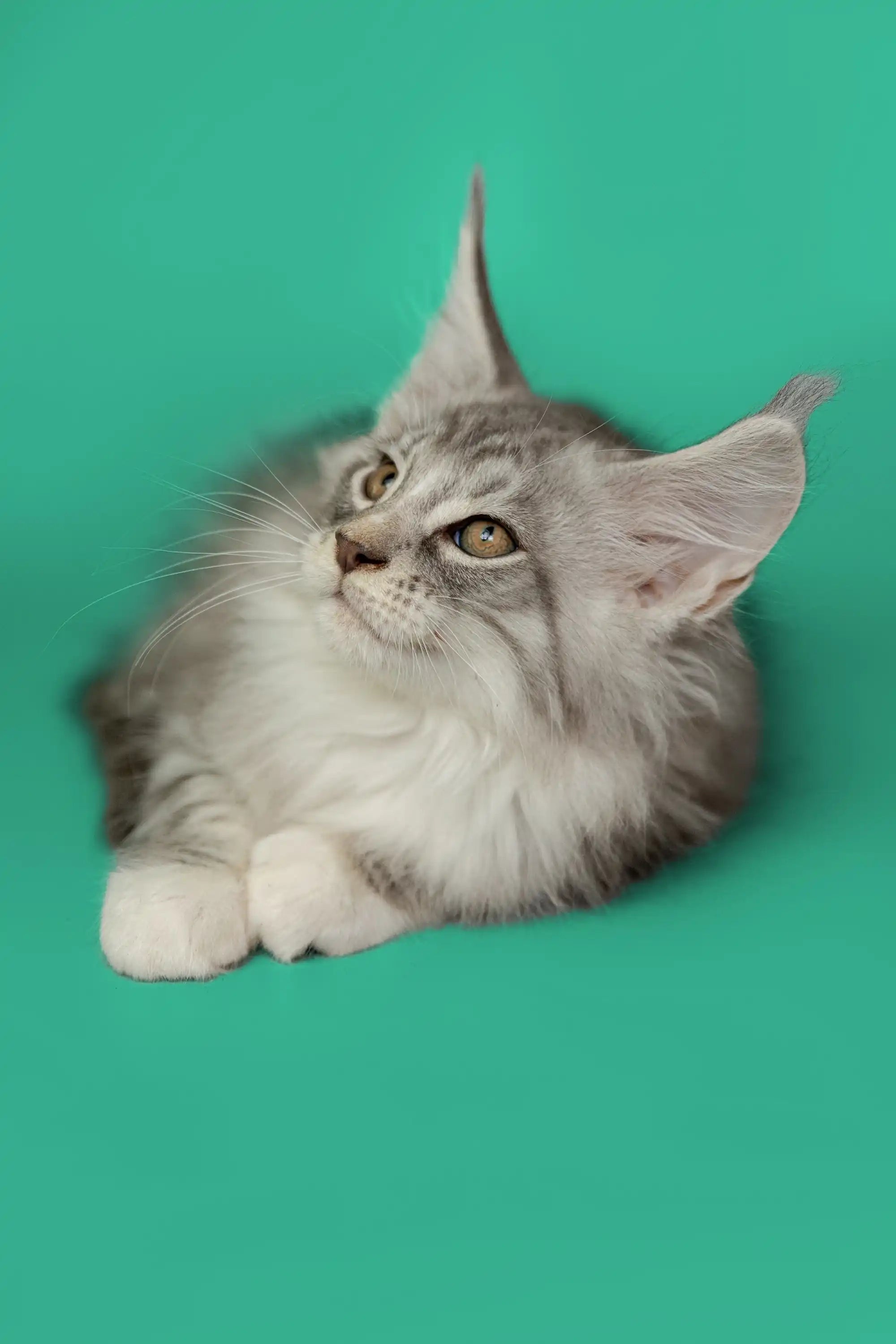 Maine Coon Kittens for Sale Tim| Kitten
