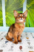 Abyssinian kitten with wide eyes and reddish-brown fur, perfect for Somali kitten lovers