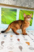 Ginger Somali kitten with alert expression standing on a colorful patterned floor