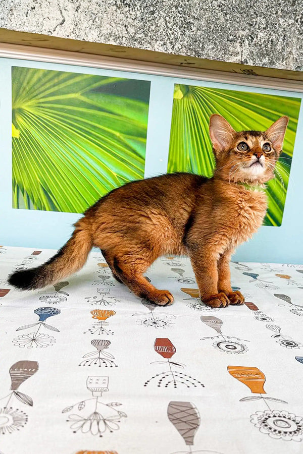 Ginger Somali kitten with alert expression standing on a colorful patterned floor