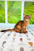 Abyssinian cat on a patterned surface with palm fronds, perfect for Somali kitten lovers