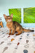 Abyssinian cat with golden-brown fur and alert eyes in Somali Kitten product