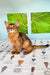 Somali kitten Tim with reddish-brown fur sitting on a patterned surface