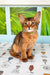 Abyssinian cat with big ears and reddish-brown fur, perfect for a Somali kitten lover