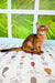 Abyssinian cat chilling on a patterned surface, perfect for Somali kitten lovers