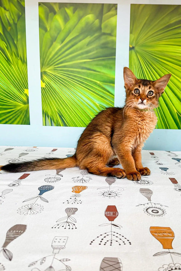 Abyssinian cat on stylish surface alongside adorable Somali kitten Tim