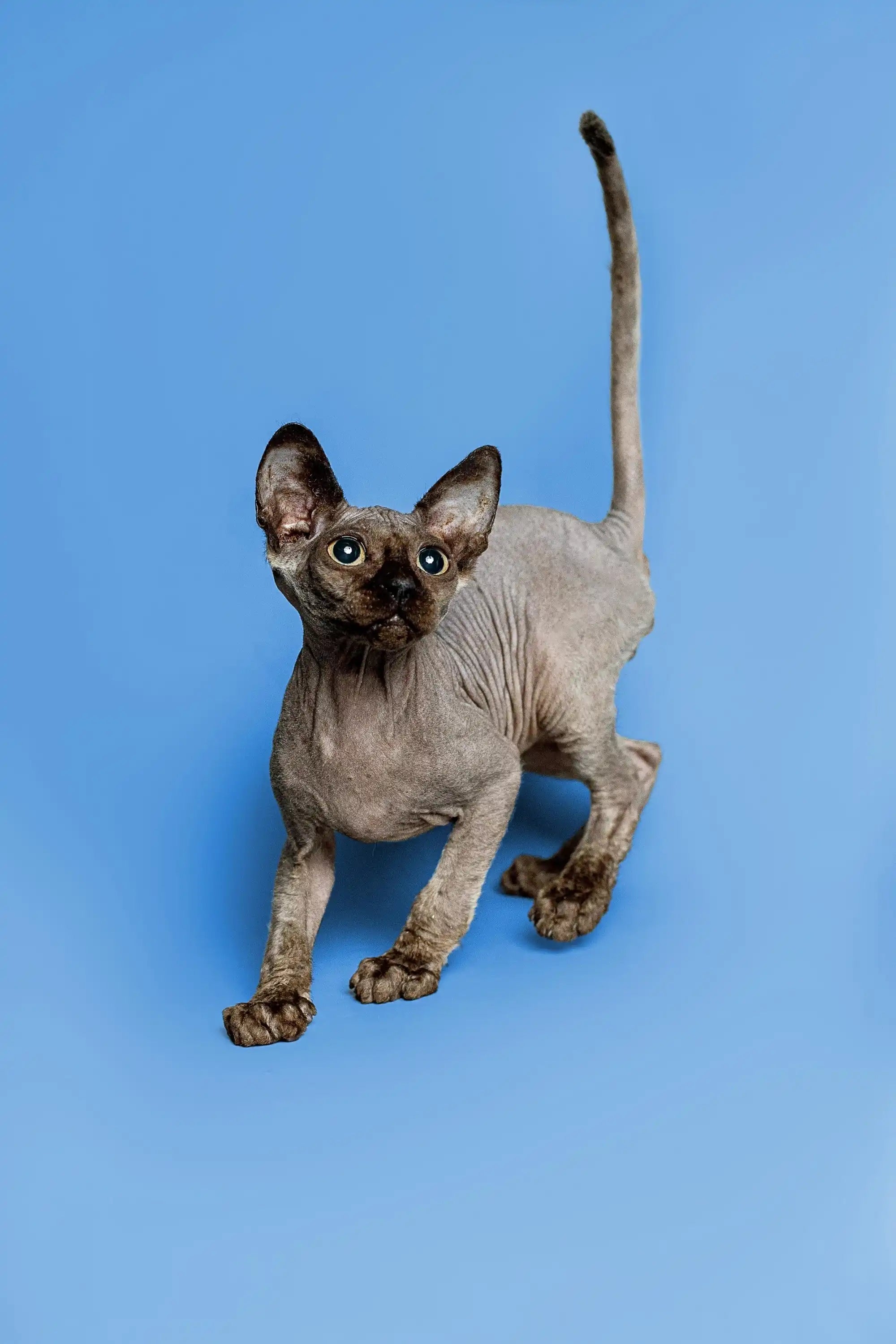 Hairless Sphynx Cats & Kittens for Sale Tim | Kitten