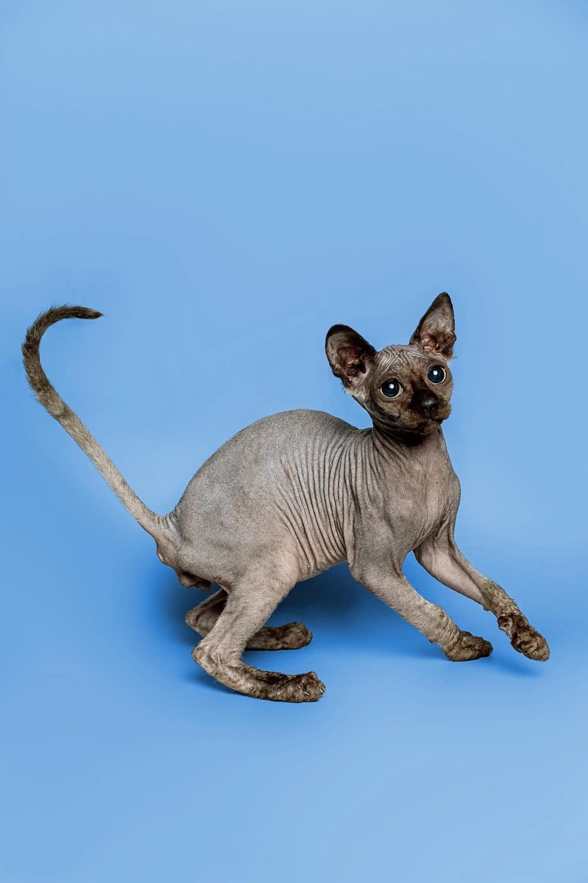 Hairless Sphynx Cats & Kittens for Sale Tim | Kitten