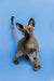 Dashing male Sphynx kitten Tim with wrinkled skin and large ears on a blue backdrop