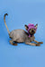 Hairless Sphynx kitten Tim in a cute purple knit hat with ears, a dashing male Sphynx