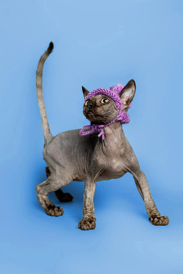 Dashing male Sphynx kitten in a purple knit hat with ear holes