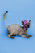 Hairless Sphynx kitten Tim looking stylish in a purple knit hat