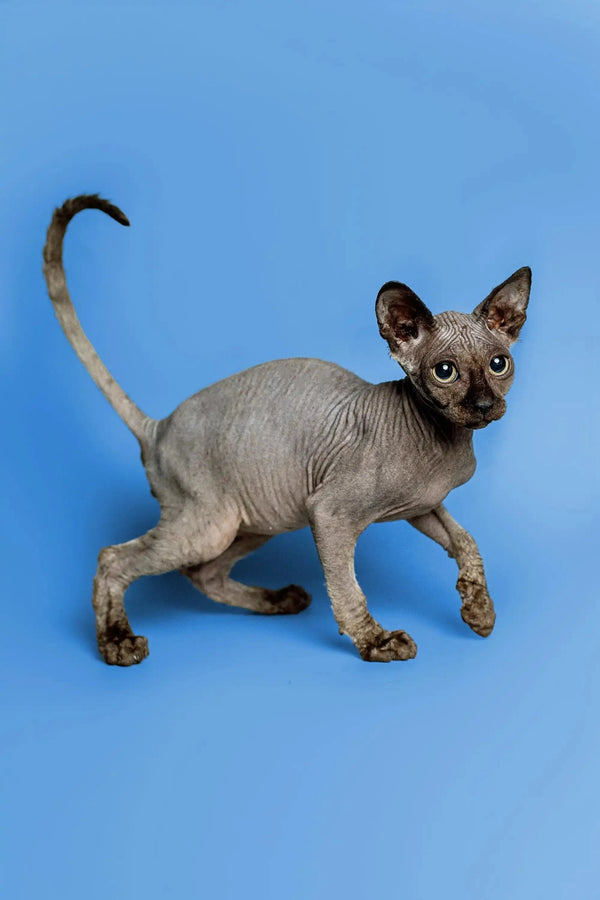 Dashing male Sphynx kitten Tim with wrinkled gray skin and big ears