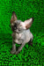 Timmi | canadian sphynx kitten
