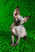 Timmi | canadian sphynx kitten