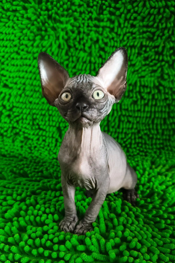 Timmi | canadian sphynx kitten