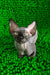 Timmi | canadian sphynx kitten