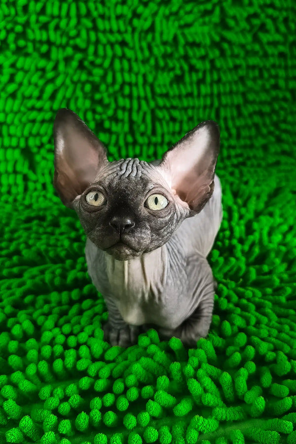 Timmi | canadian sphynx kitten