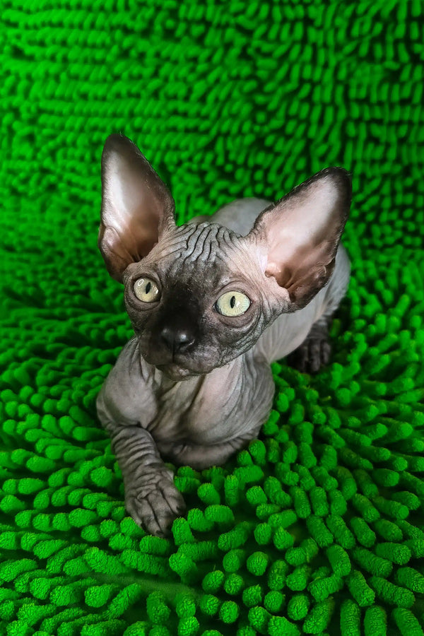 Timmi | canadian sphynx kitten