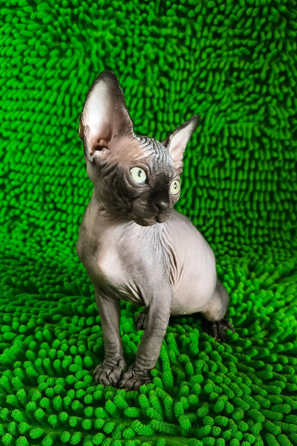 Timmi | canadian sphynx kitten