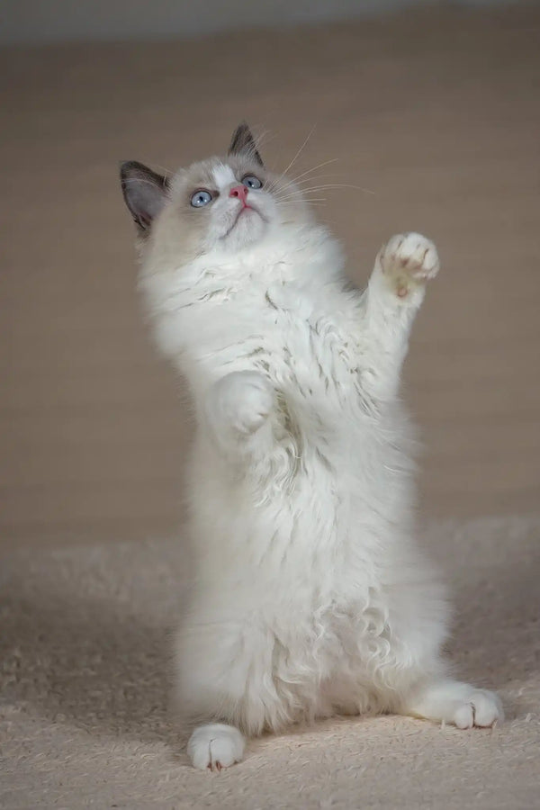 Timon | ragdoll kitten