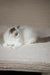 Timon | ragdoll kitten