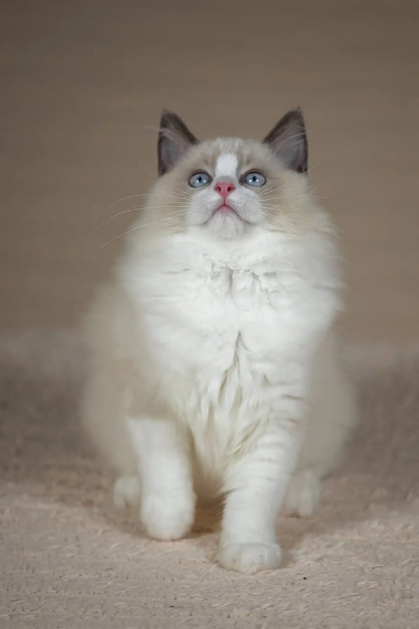 Timon | ragdoll kitten
