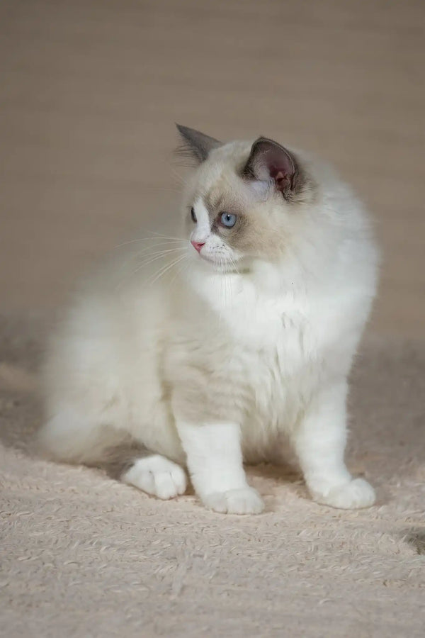Timon | ragdoll kitten