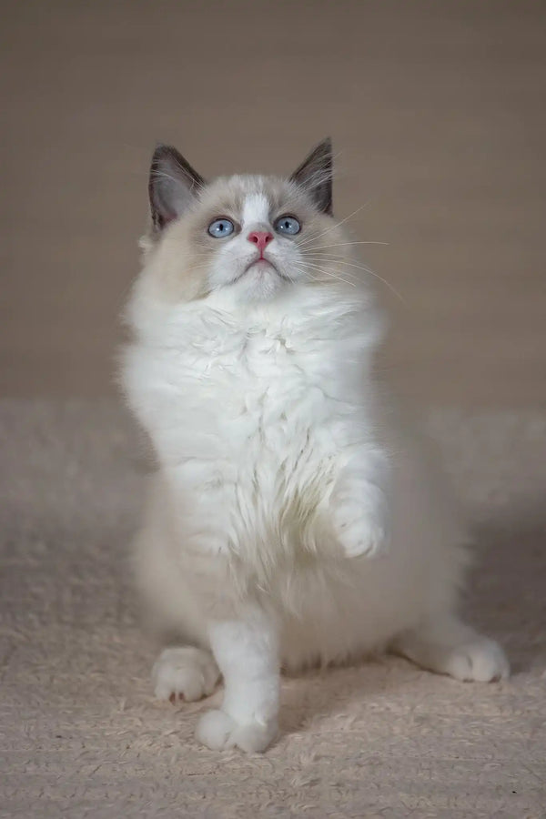 Timon | ragdoll kitten