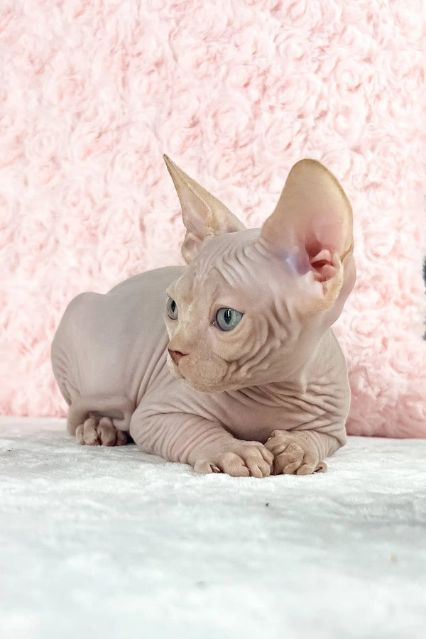 Timothy | canadian sphynx kitten