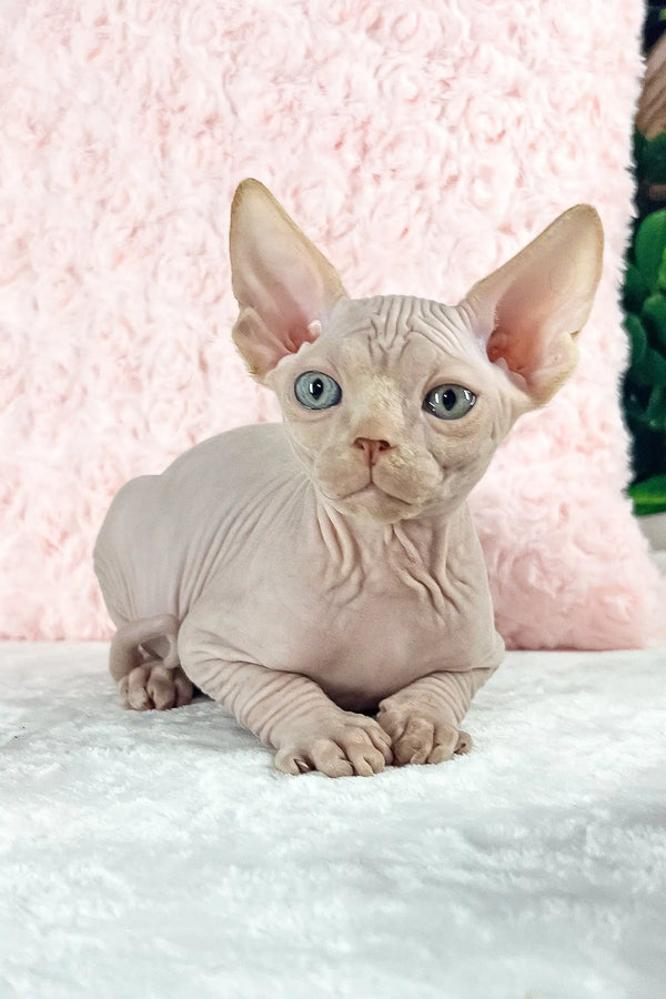 Timothy | canadian sphynx kitten