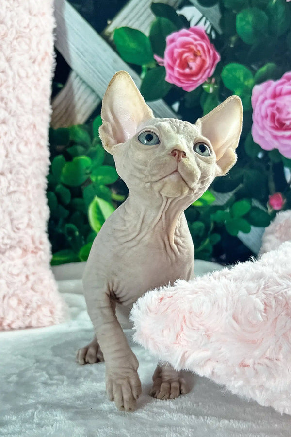 Timothy | canadian sphynx kitten