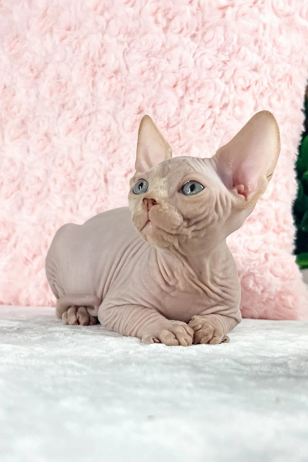 Timothy | canadian sphynx kitten