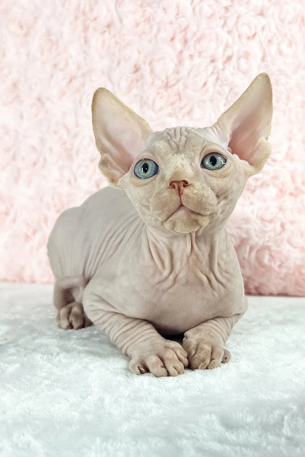 Timothy | canadian sphynx kitten