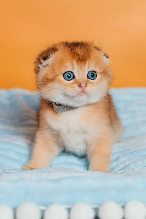 Timothy | scottish fold kitten