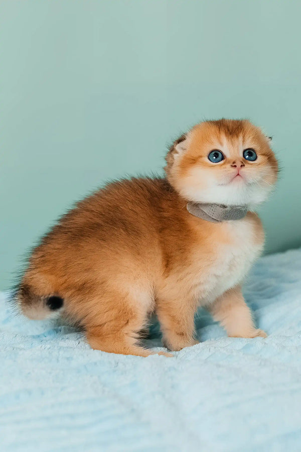 Timothy | scottish fold kitten