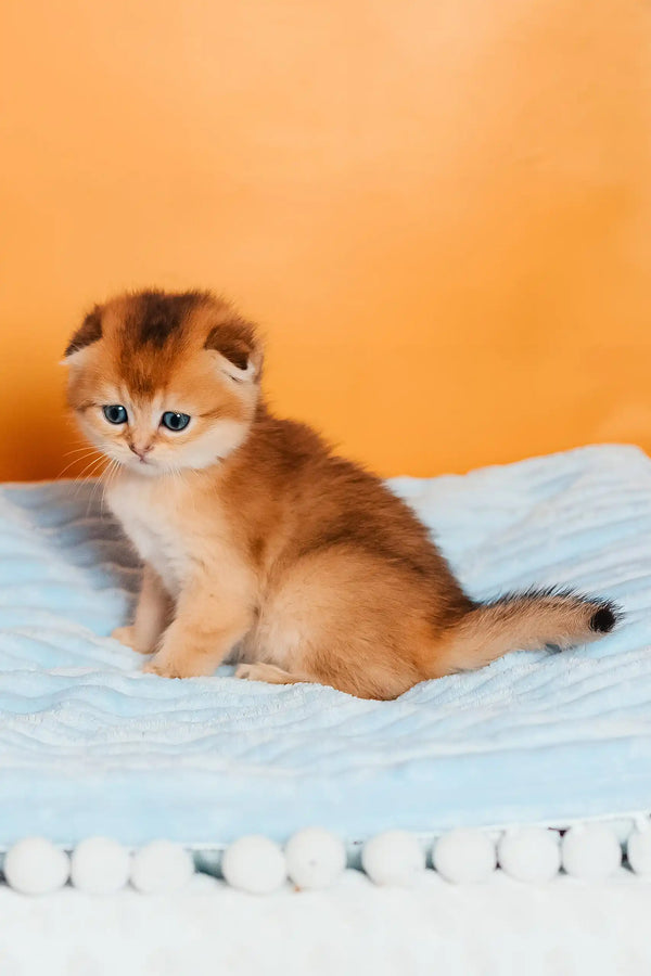 Timothy | scottish fold kitten