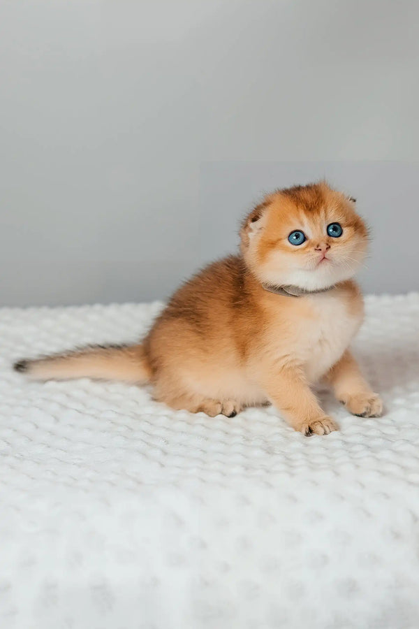 Timothy | scottish fold kitten