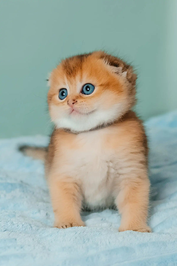 Timothy | scottish fold kitten
