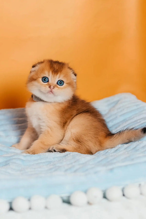 Timothy | scottish fold kitten