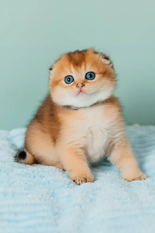 Timothy | scottish fold kitten