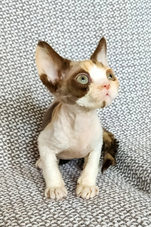 Tina | devon rex kitten